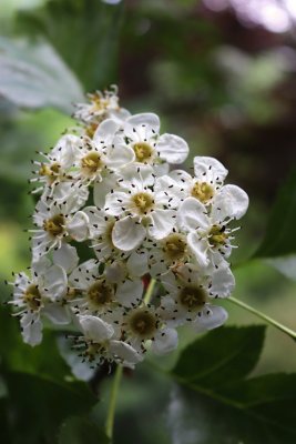Crataegus pinnatifida - hloh peřenoklaný - květ